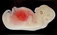 Científicos crean órgano humano en el cuerpo de un animal por primera vez