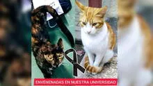 Sanmarquinos denuncian envenenamiento de gatos dentro de universidad
