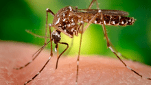 OX5034, los mosquitos genéticamente modificados para combatir el Zika y dengue