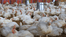 Gripe aviar: Senasa clausuró galleras y camales clandestinos donde sacrificaban aves de corral
