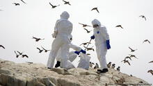 Gripe aviar en Perú: ¿cuál es la diferencia con los síntomas de la influenza y COVID-19?