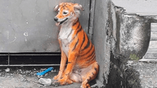 “No es gracioso, es maltrato animal”: buscan a culpables de pintar a perro como tigre 