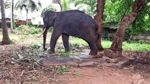 Indignación por hombres que azotan a elefante en templo budista [VIDEO]