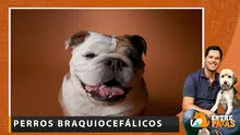 Aprende a prevenir los problemas respiratorios en los perros braquiocefálicos - Entre Patas