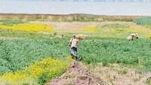 Veranillo afectó hasta 40% de cultivos en 13 provincias de Puno