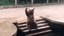 Un oso conmueve al ’saludar’ a los visitantes de un zoológico para recibir golosinas [VIDEO]
