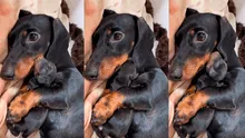 Influencer canina se vuelve madre de seis adorables cachorros y conmueve a miles [VIDEO]
