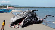 Filipinas: ballena muerta llena de basura, busca crear conciencia