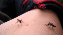 Piura: registran más de 200 casos de dengue, zika y chikungunya 