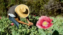 Cedro advierte: Hay un aumento de cultivos de amapola de opio