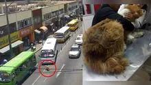 Perrito es atropellado a propósito y se salva de milagro en Tacna [VIDEO]