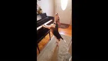 En YouTube, simpático perro toca piano y 'canta' en nuevo hit viral [VIDEO]