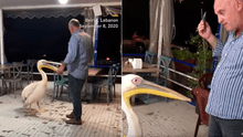 Pelícano entra a restaurante y le ‘exige’ al dueño del local un poco de comida [VIDEO]