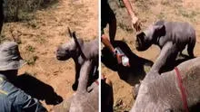 Bebé rinoceronte ataca a veterinarios al creer que le harían daño a su madre que estaba herida