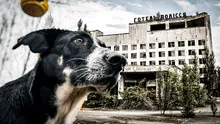 Los perros de Chernóbil: ¿qué pasó con las mascotas de las víctimas y quiénes pueden cuidarlos?