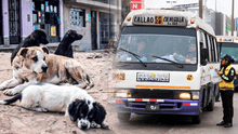 SOAT para animales: ley provocaría que lastimen a animales sin hogar para cobrar seguro