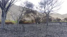 Áncash: bomberos extinguen incendio forestal en provincia de Huarmey