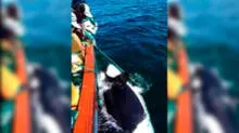 Áncash: pescadores rescatan la cría de orca [VIDEO]