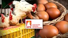 Asociación Peruana de Avicultura sobre gripe aviar: “No pone en riesgo el consumo de huevos y pollo”