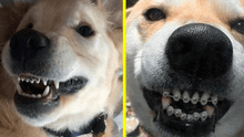 ¿Sabías que existen los brackets para perros? 