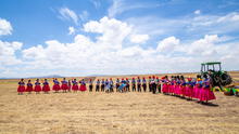 Más de 400 hectáreas de quinua proyectan sembrar en la región de Puno  