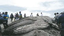 Aparece ballena muerta en una playa de Tacna [VIDEO]