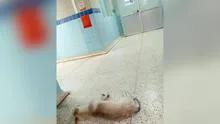 Huacho: historia de perro que espera en hospital a su dueño fallecido conmueve al mundo