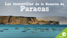 Programa de monitoreo ambiental protege la Bahía de Paracas