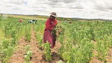 Cultivos transgénicos prohibidos en el Perú hasta el 2035