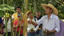 Lanzan programa de especialización en manejo sostenible del bambú