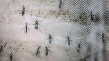 Nueva cepa de zika identificada en Brasil puede causar otra epidemia 
