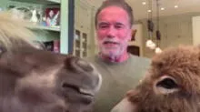 Arnold Schwarzenegger es interrumpido por sus curiosas mascotas durante entrevista online [VIDEO]