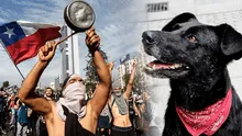 La historia del perrito callejero que se convirtió en el símbolo de una protesta en Chile