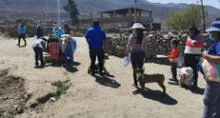 Arequipa: casos de rabia canina en Cerro Colorado se redujeron en un 80%