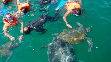 Talara: proponen se instaure el Día de las Ballenas y Tortugas 
