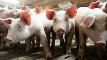 Primer caso de peste porcina africana se registra en Alemania 
