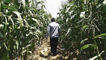 Lambayeque: rehabilitación temporal en el agro es mayor a S/ 7 millones
