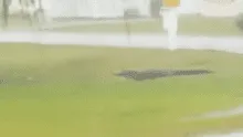 YouTube: enorme caimán cruza calle en medio del huracán Florence y habitantes se impactan [VIDEO]