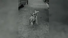 Perro ayuda a su dueña cargándole las bolsas de compras [VIDEO]