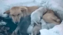 Perrita y sus crías quedan atrapados en la nieve y son rescatados por transeúntes [VIDEO]