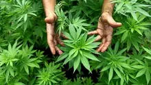 Francia aprueba el uso experimental del cannabis medicinal por dos años [VIDEO]