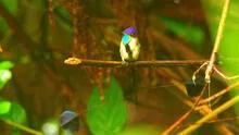 Amazonas: empresarios del norte inician taller de observación de aves