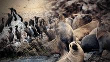 Reserva de Paracas: conoce a dos de los animales en peligro de extinción