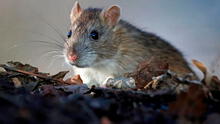 Desaparecen 195 kilos de marihuana y Policía culpa a las ratas: “Es difícil proteger la droga de ellas”