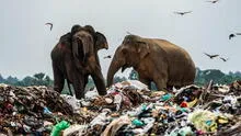 Sri Lanka: elefantes son captados buscando alimento entre la basura
