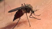 Científico se dejó picar por miles de mosquitos para combatir el dengue [VIDEO]