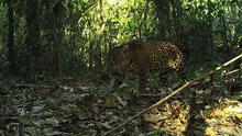 Cámaras trampa para evitar la extinción del jaguar [VIDEO]