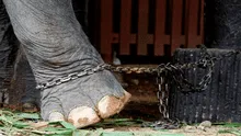 Elefante muere por cansancio mientras trasladaba a un grupo de turistas [VIDEO] 