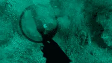 Hombre encuentra anillo bajo el mar, lo examina y descubre que tiene incrustada una piedra preciosa  [VIDEO]