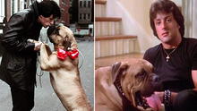 Stallone y su perro Butkus: de venderlo para sobrevivir a recuperarlo gracias a “Rocky”